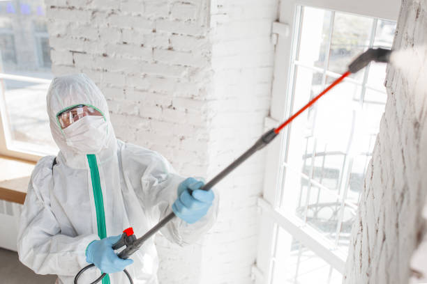 Best Mold Remediation for Vacation Homes  in Holley, FL